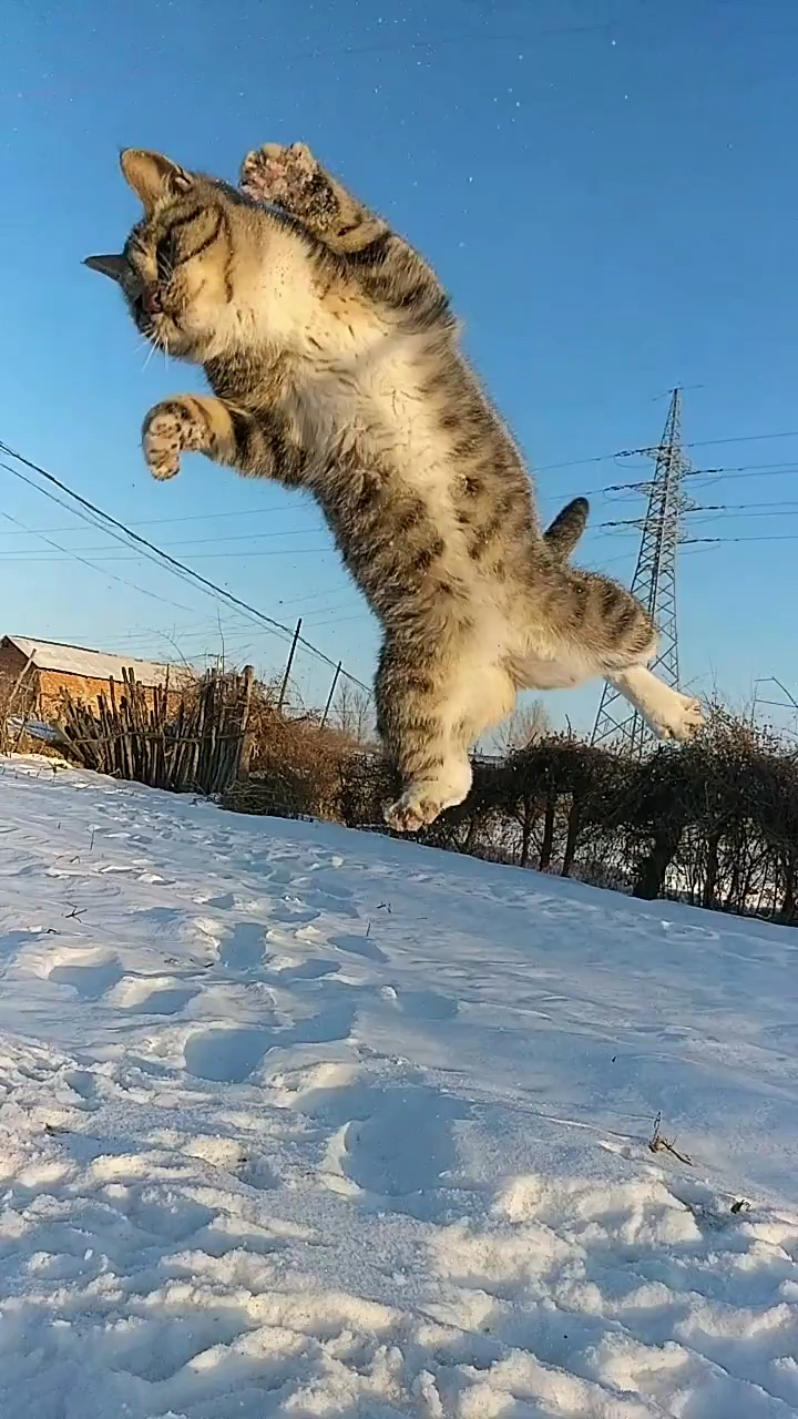 猫咪健身打卡高能挑战赛