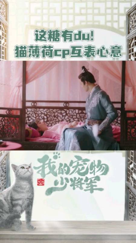 我的宠物少将军#我的宠物少将军,猫薄荷cp双向守护轻点虐!