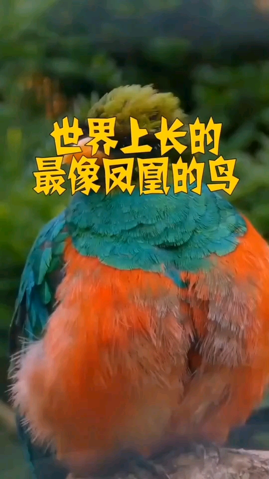 世界上长得像凤凰的鸟,你知道是什么吗?看完你就知道了