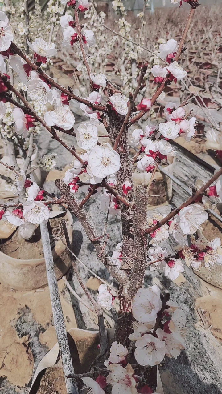 盆栽杏树,花期太美了