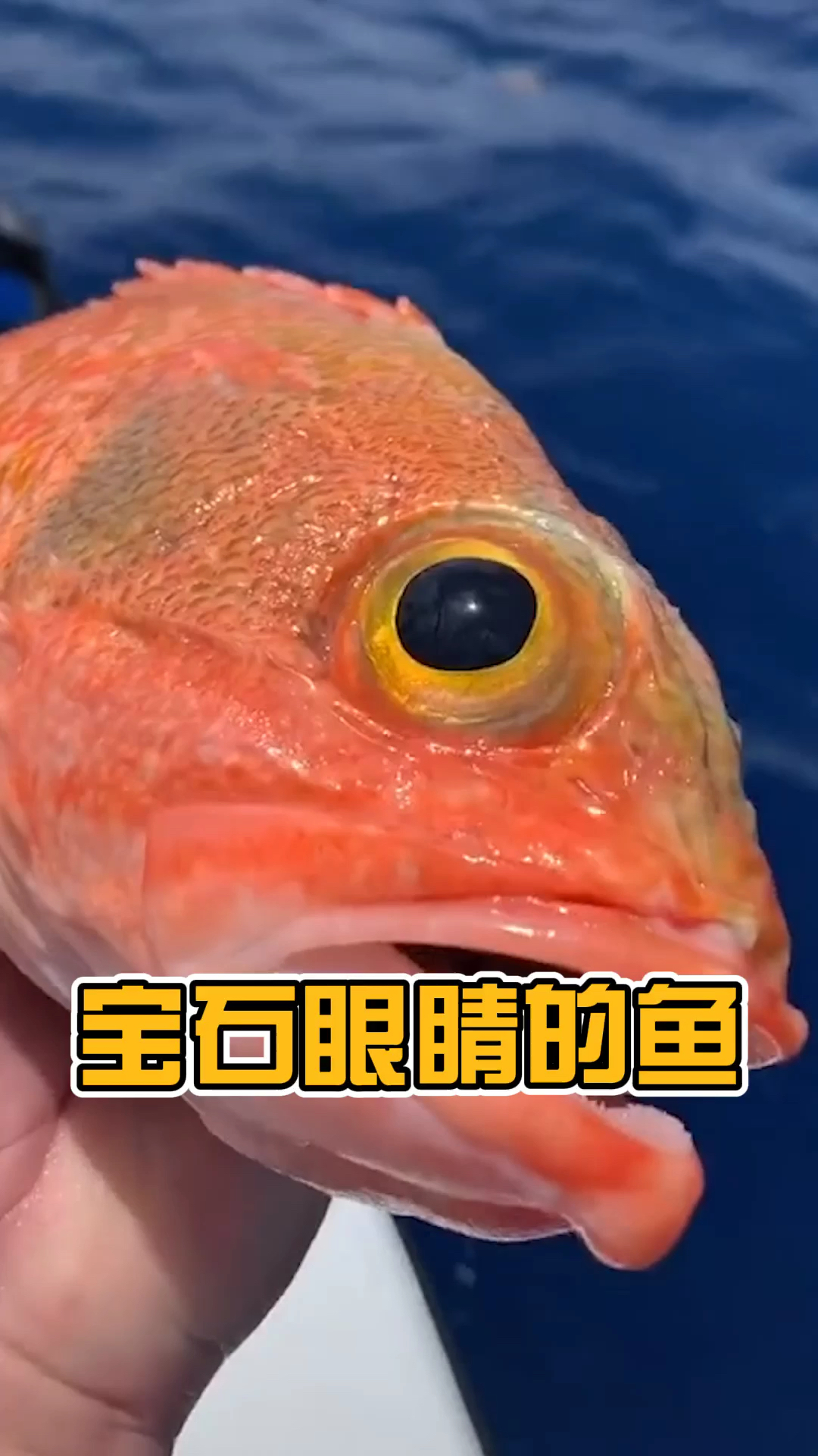 大眼睛双眼皮肤色亮,一条美鱼应该有的美点,它都具备了
