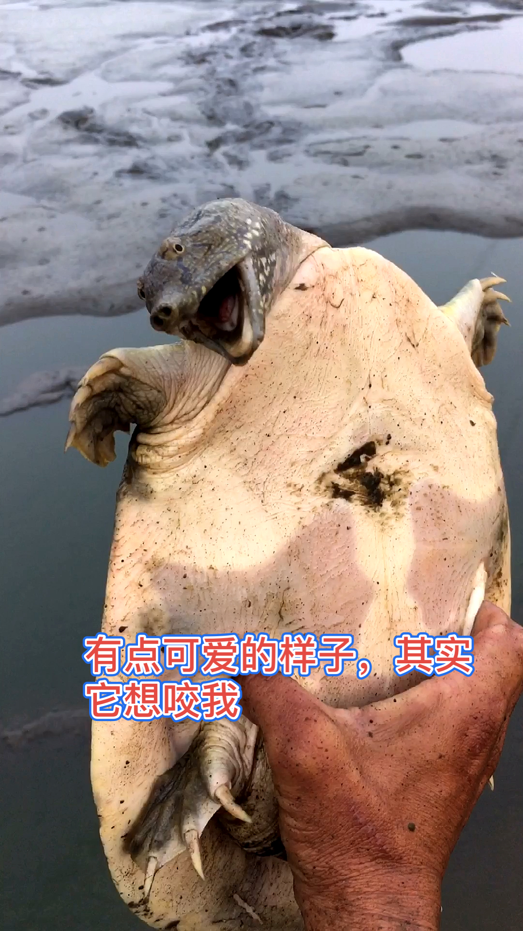 良弟抓甲鱼:这货藏得很深,工具丢掉出手上大货