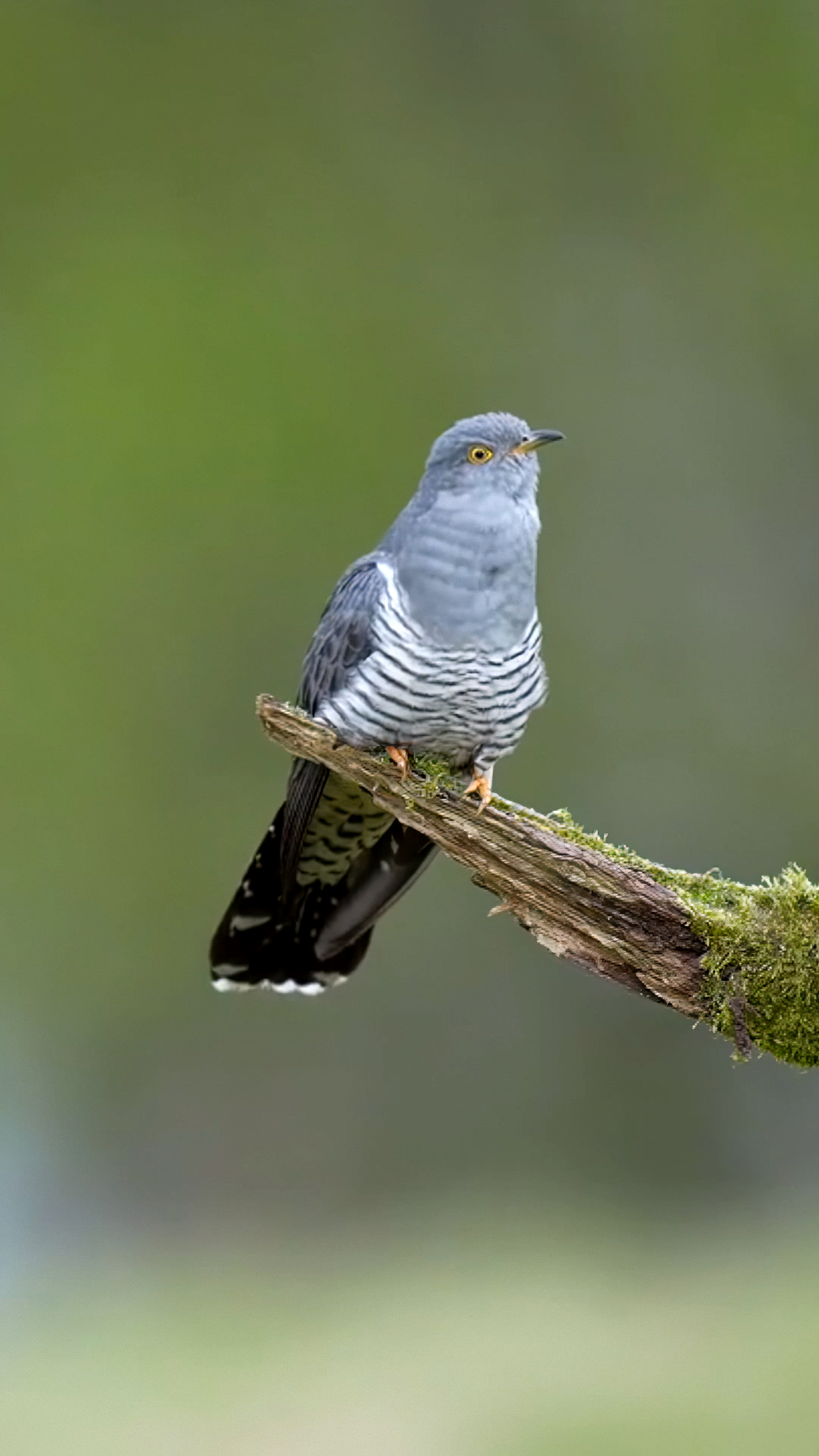 探纪自然#原来布谷鸟长这样,今天终于见它了-度小视