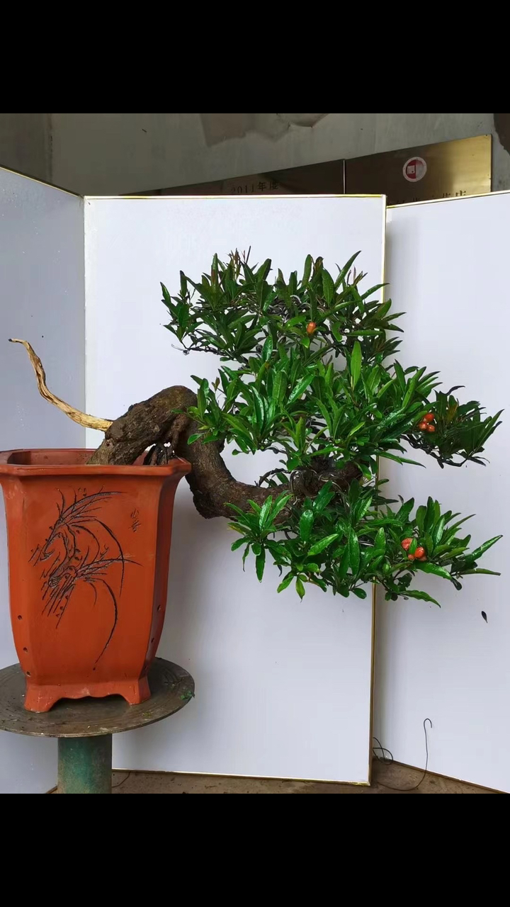 悬崖造型大红袍石榴.