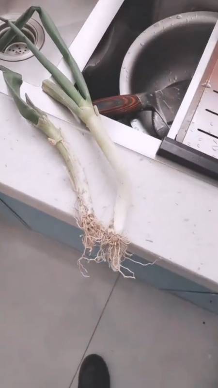 炒菜没有葱了,让老公去买两根葱,他就买两根,唉,咋就这么实在呢?