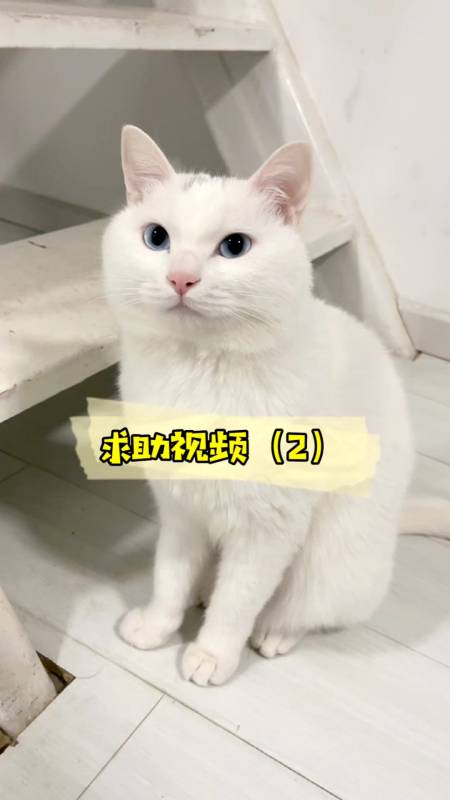 我家萌宠成精了真没想到孩子堵在门口让我用猫砂盆