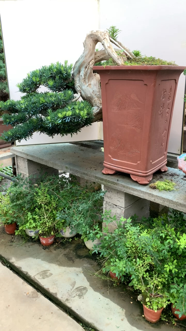 悬崖造型罗汉松盆景