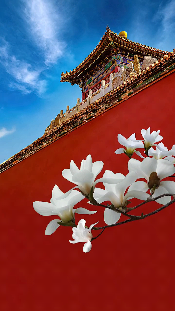 故宫墙外玉兰花盛开,红墙黄瓦映衬着洁白的玉兰花,一眼望去美如画.