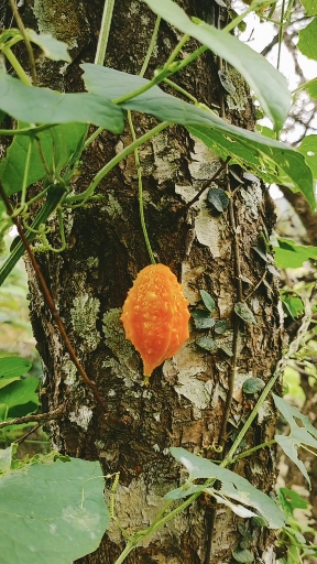 舌尖上的乡村美食#野苦瓜很好吃,又可药用