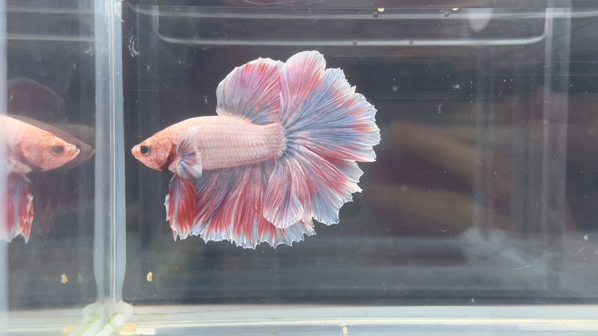 穿着蓬蓬裙的玛卡龙婚纱鱼