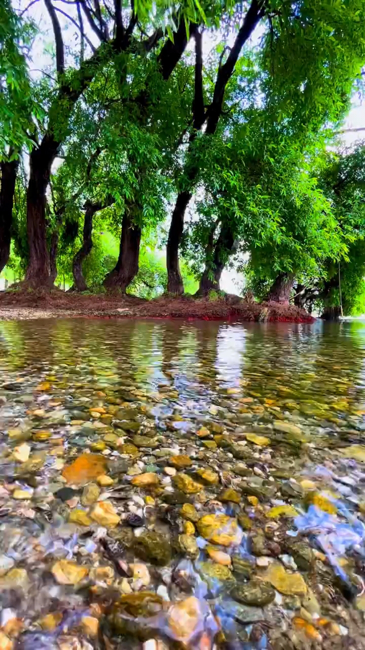 清澈的小溪流#大自然的美.