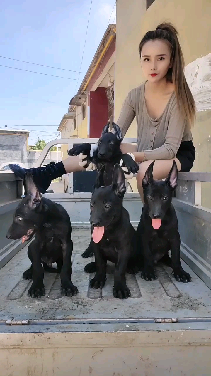 黑狼犬可以长两百多斤的黑狼犬
