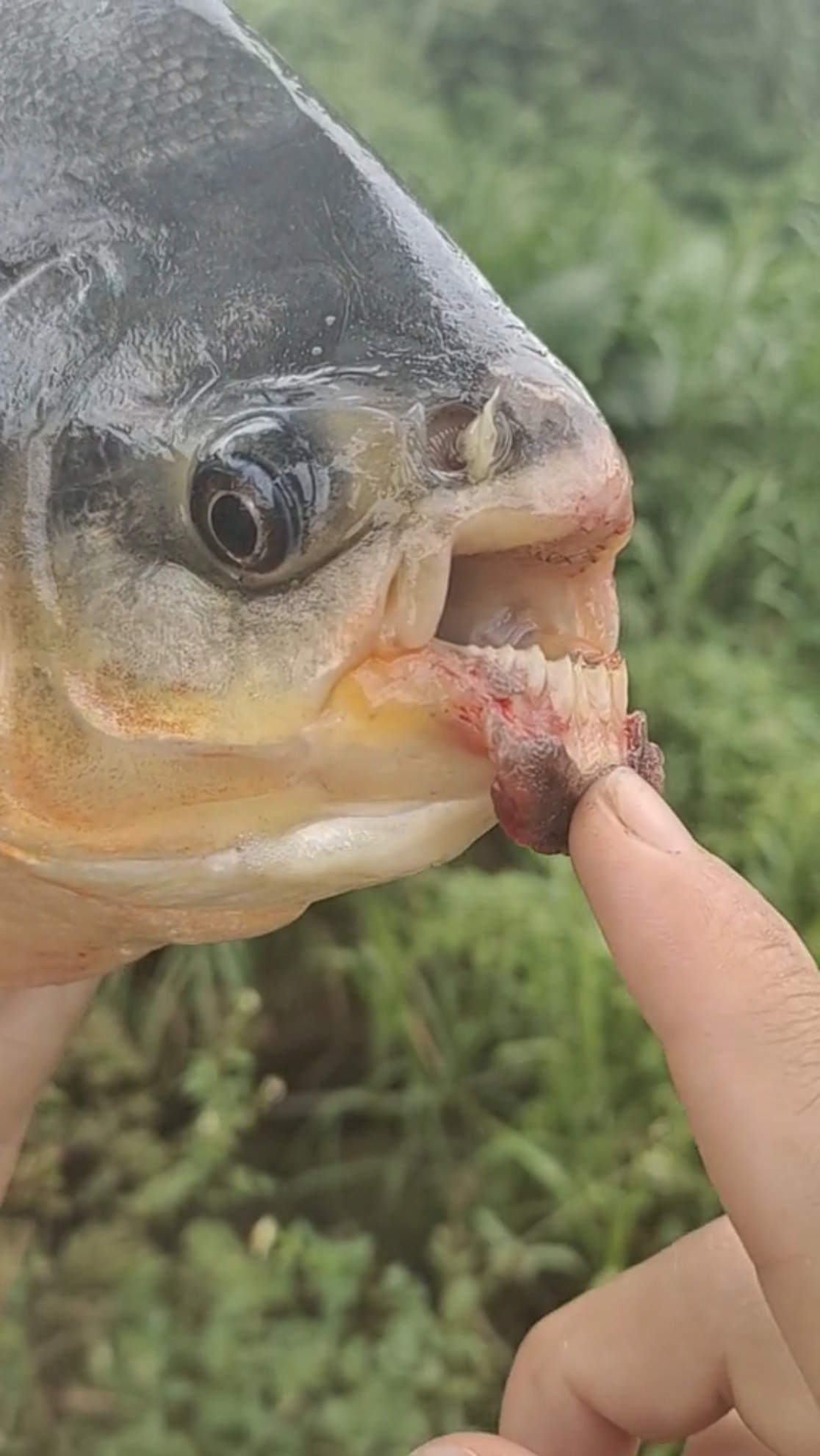 路亚#这个武昌鱼牙齿真的太锋利了-度小视