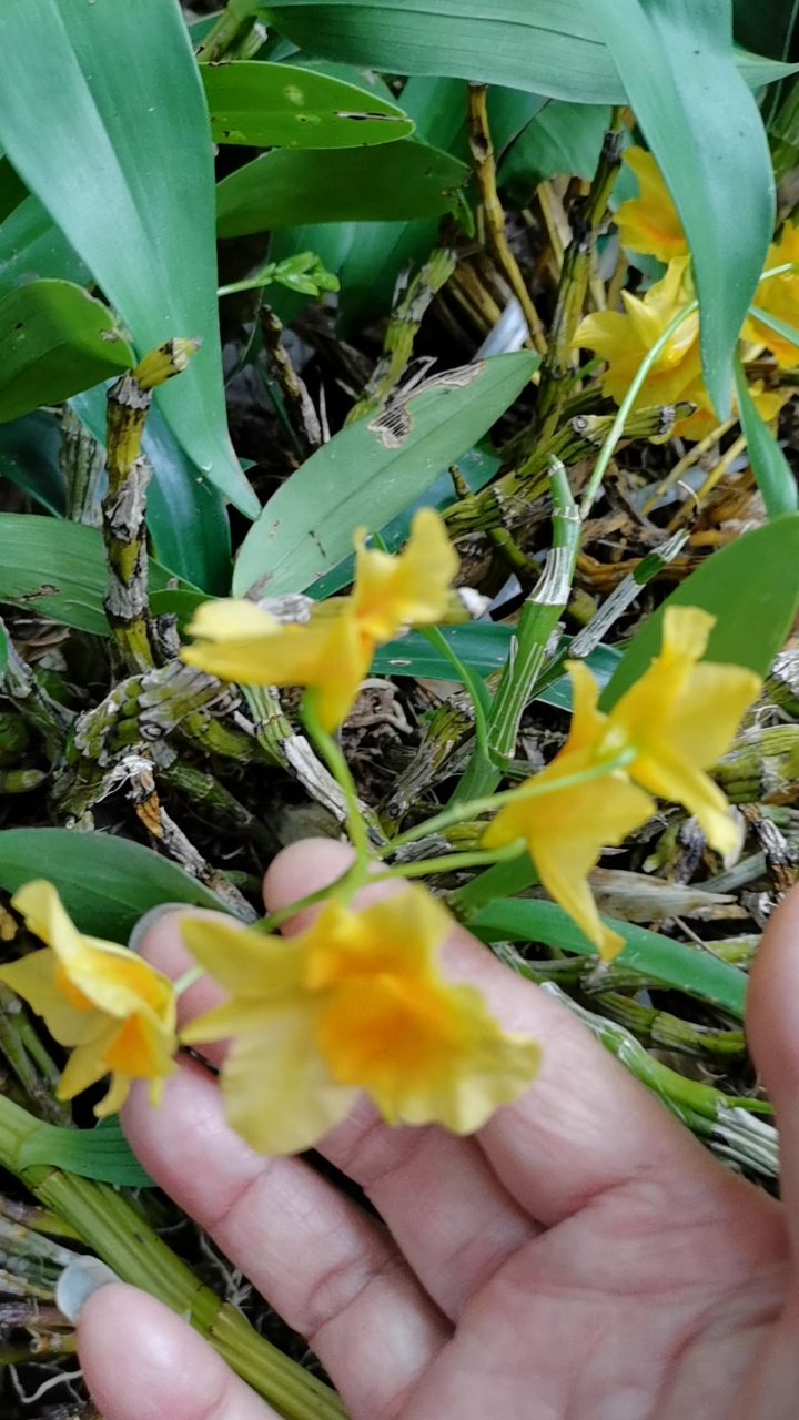 石斛记#去年就养在木头上的短棒石斛,都开花了