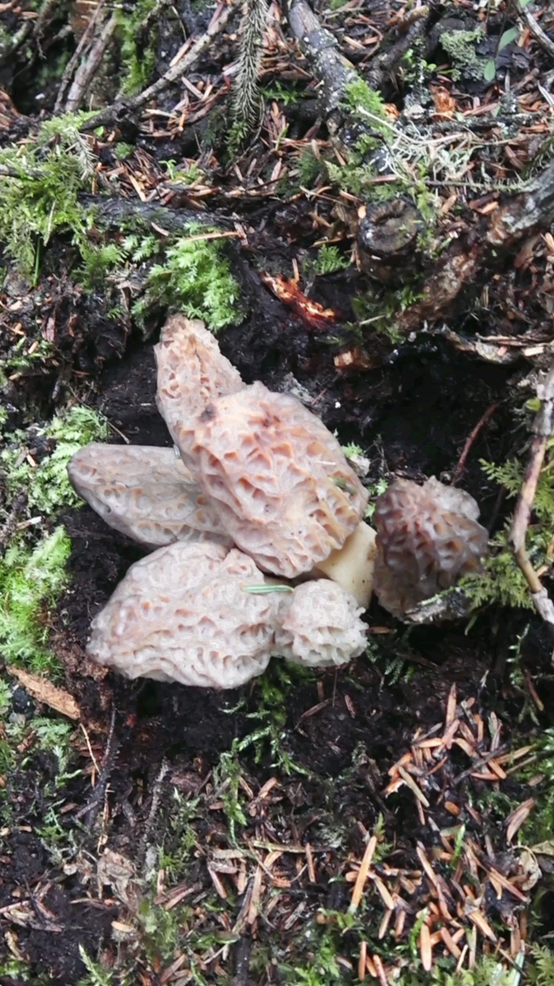 记录我的农村生活高山野生羊肚菌捡到手软太过瘾了