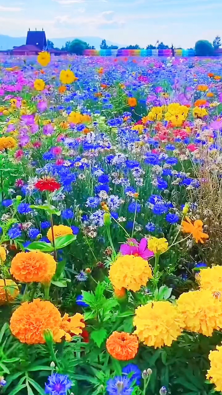 万物复苏.百花齐放,百鸟争鸣.