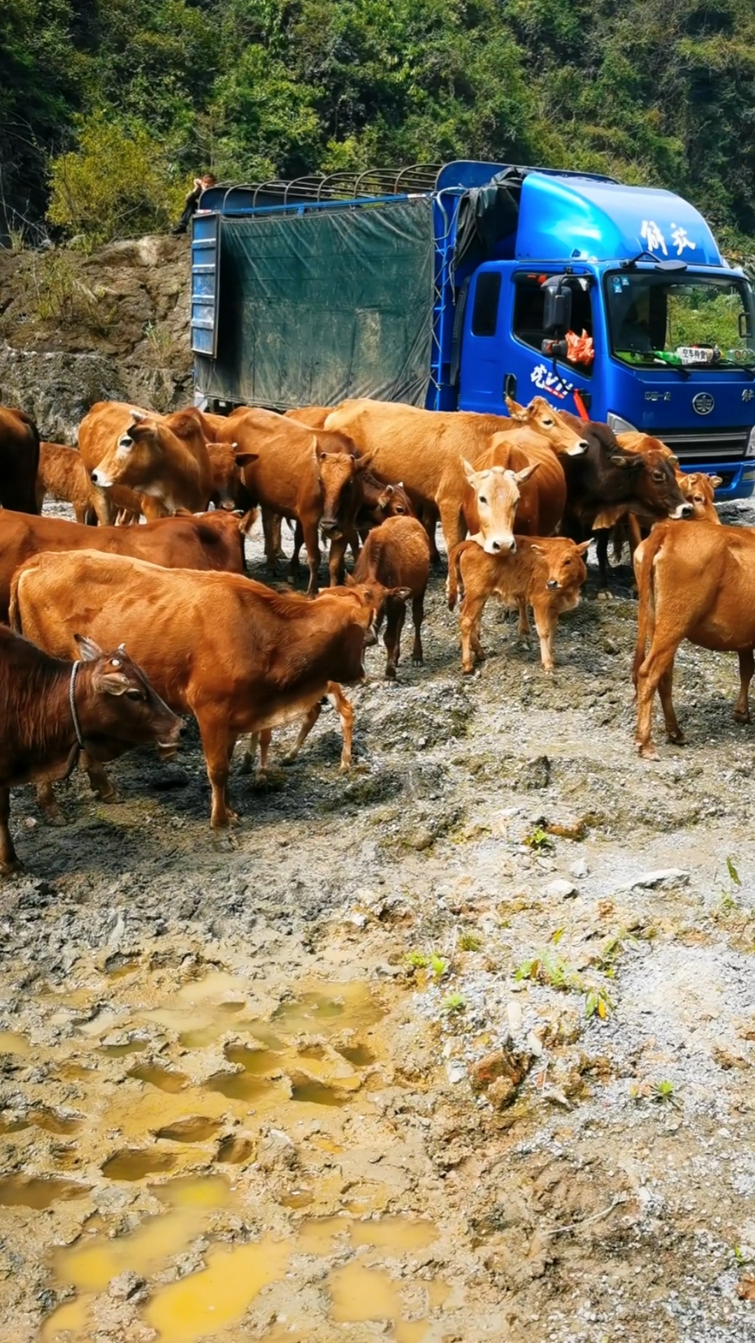 养牛23头牛养殖户要15万贵州老板过来实地看牛砍价到148万满心欢喜的