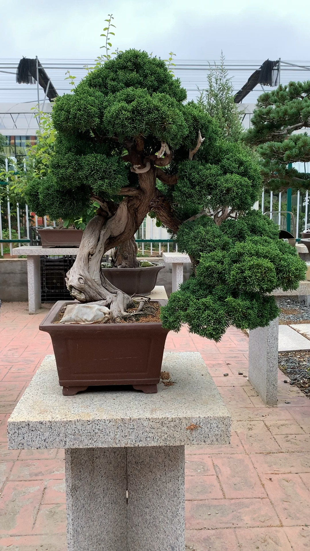 老桩真柏盆景,根盘粗壮,苍劲古朴郁郁葱葱