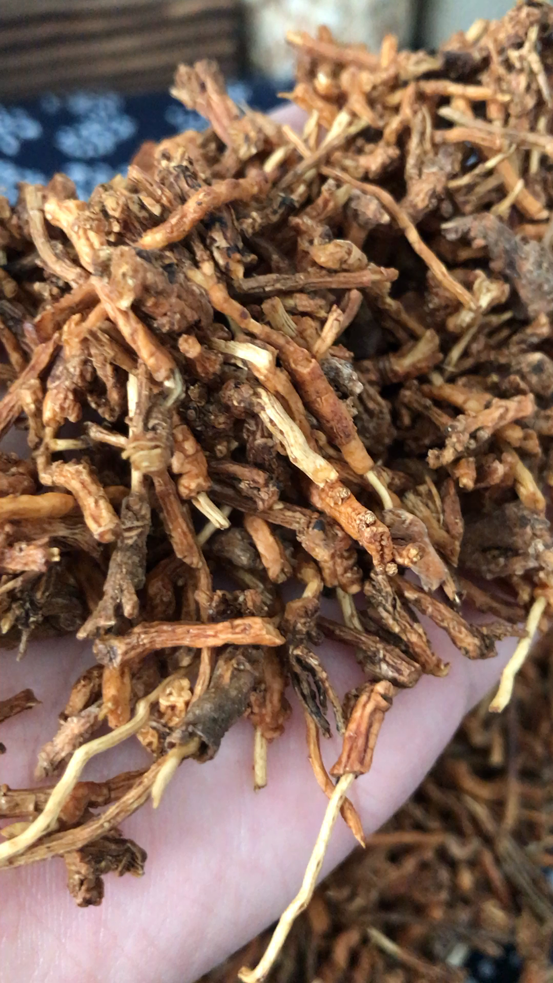 中药#中药～远志