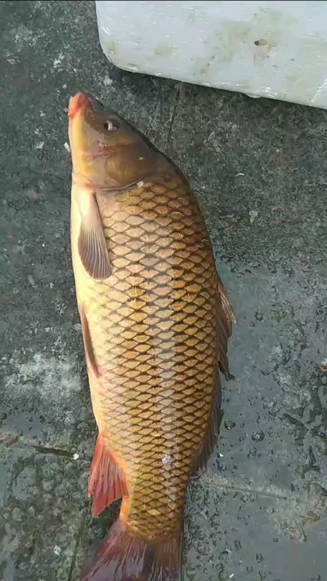 你好秋天#黄金大鲤鱼