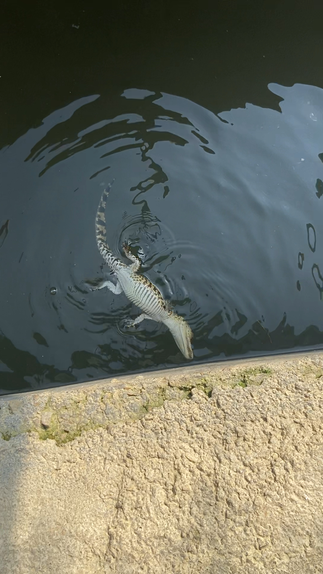 农村养殖业#小鳄鱼表演死亡翻滚