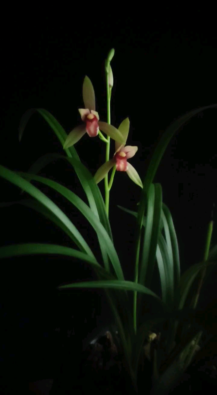 兰花自然花开秋水伊人建兰色花