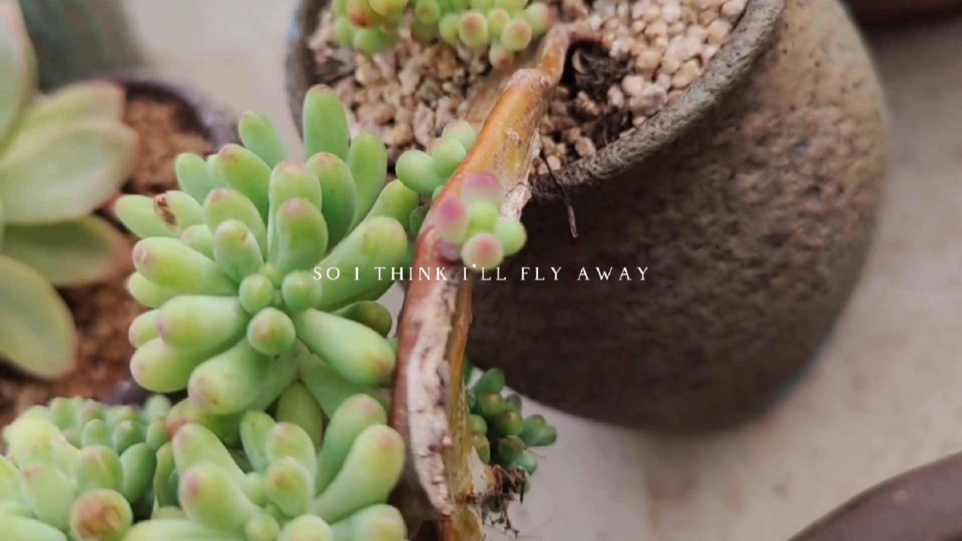 多肉植物#造型独特的果冻乙女心缀化,小侧芽更迷人!