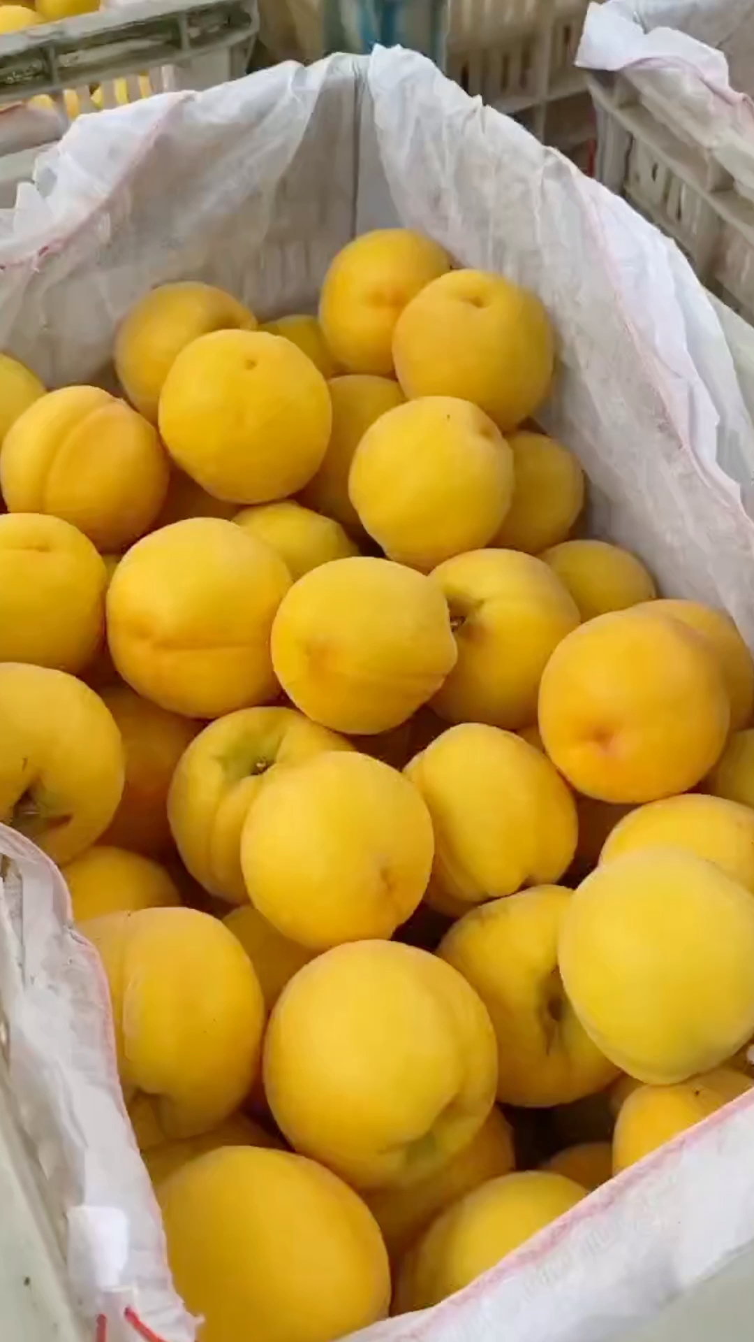 春日好食光#陕西黄金蜜桃带毛黄桃成熟了,香甜可口-度小视