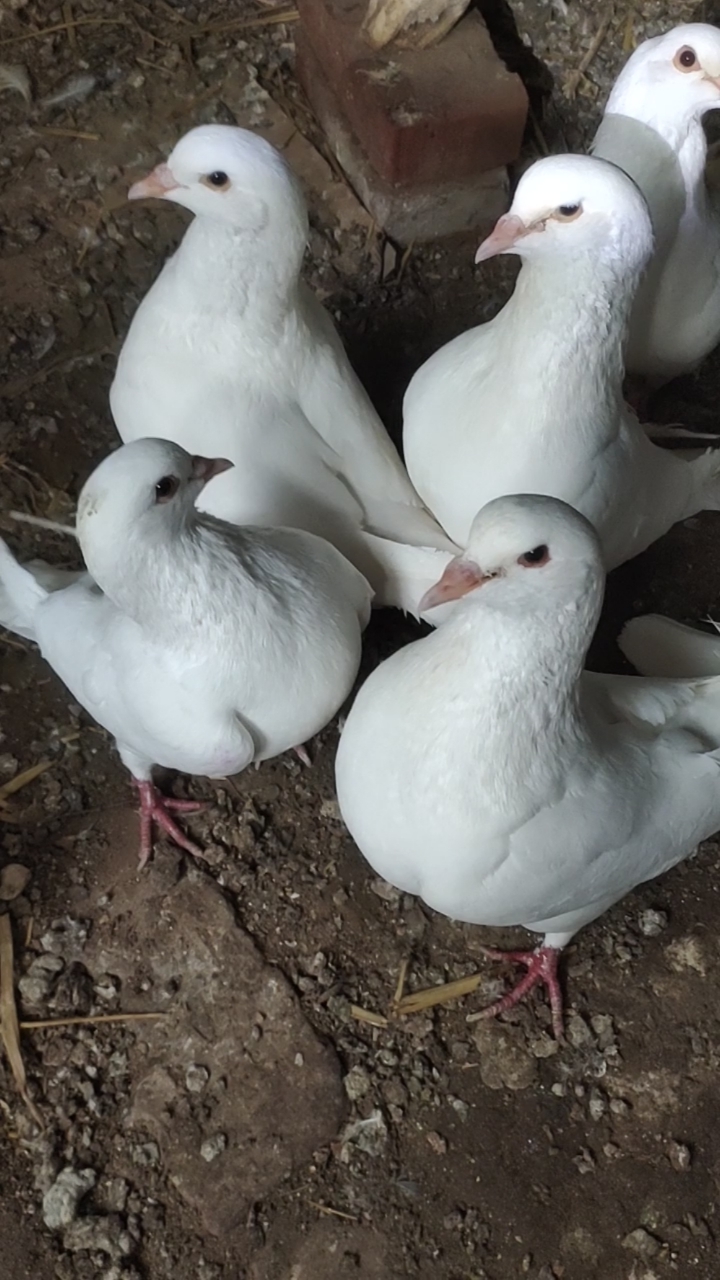 鸽子#农村人散养的白白胖胖的大鸽子