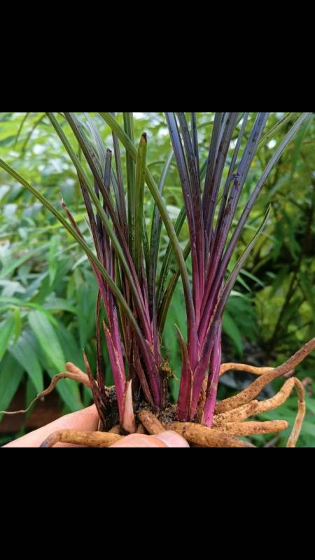 兰花漂亮的红香妃看看都解馋