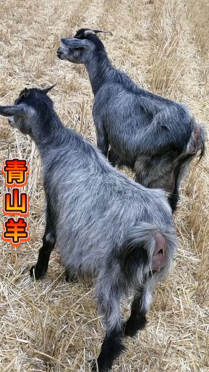 农业养殖#鲁西南青山羊适合放养圈养,一年两窝一窝