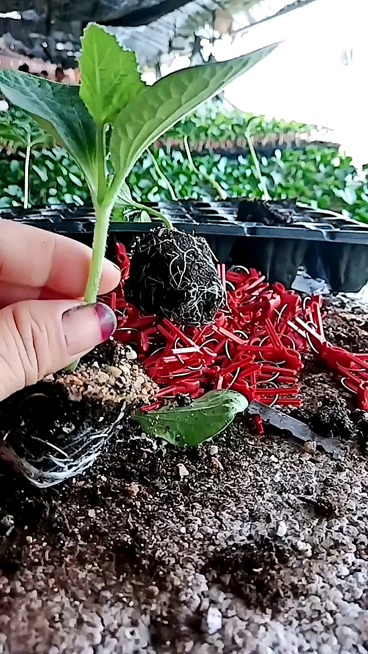 先下西瓜,西瓜出齐了下南瓜,南瓜八天左右开始嫁接合适