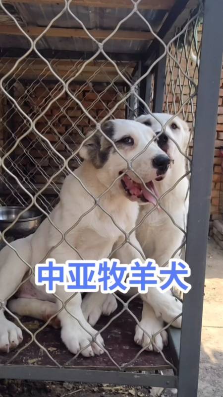 中亚牧羊犬%猎犬%中亚牧羊犬%能长二百多斤