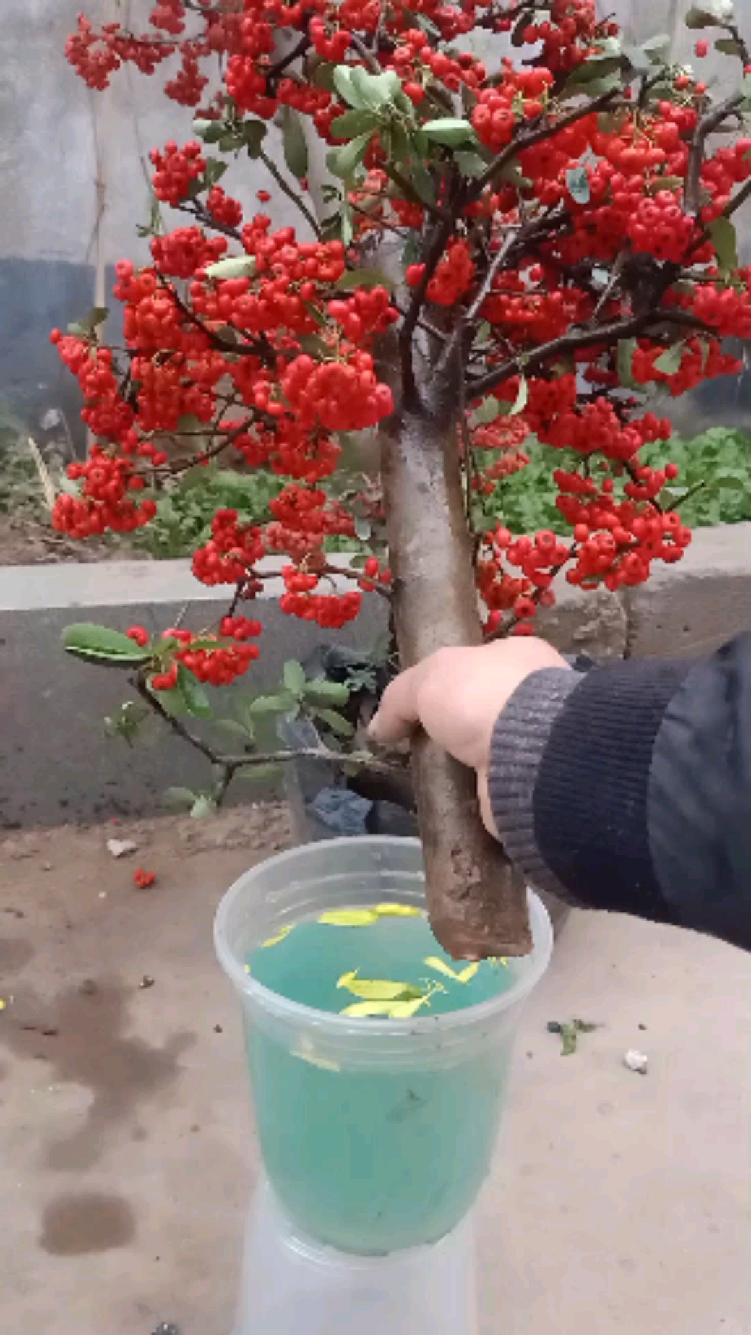 嫁接技术火棘接根最新小技巧一般人不懂