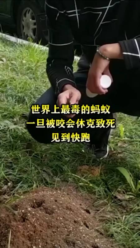 奇闻趣事#世界上最毒的蚂蚁,一旦被咬会休克致死见到