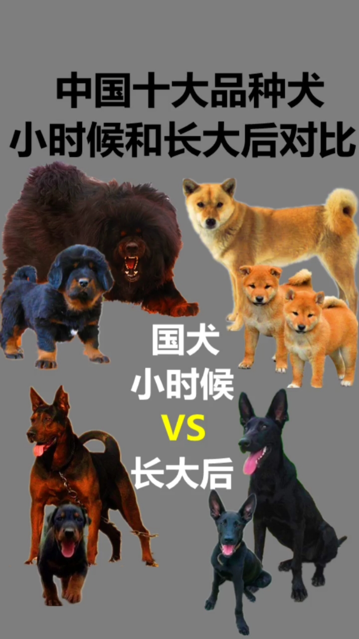 中国十大犬种图片