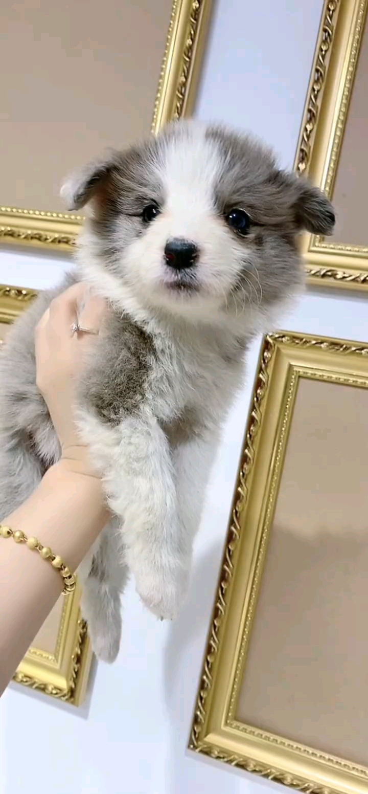 边牧#可爱乖巧的蓝陨石小妹妹,你喜欢吗?