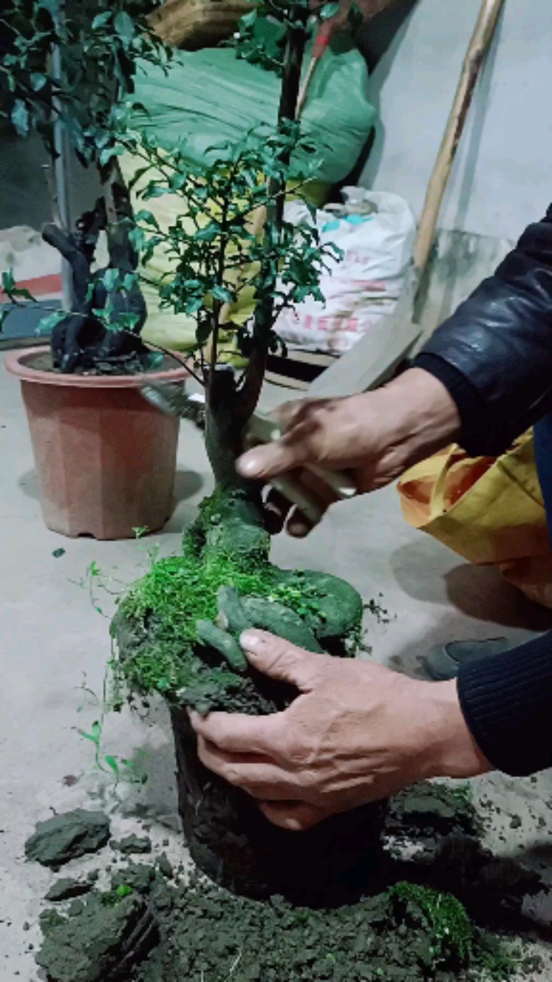 金弹子换盆修剪一