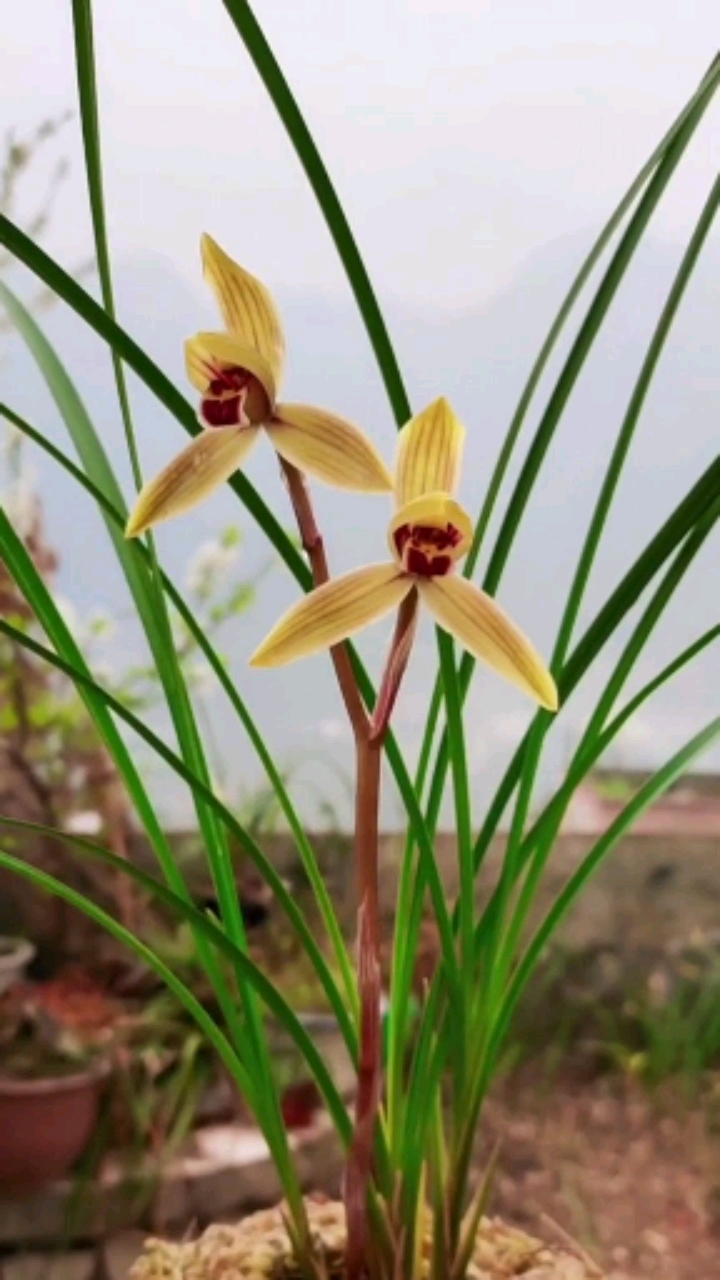 兰花#莲瓣兰"金龙献宝"