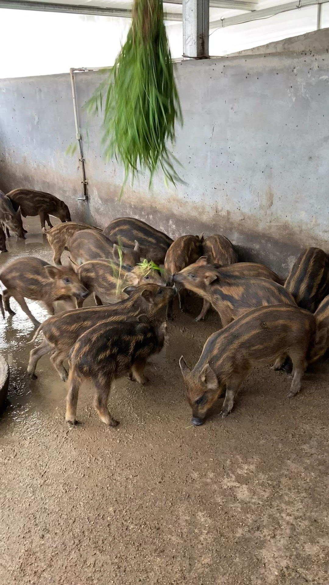 安徽野猪养殖基地野猪批发