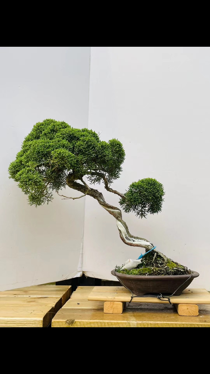 日本济州真柏非常完美的一棵树正反面都好看