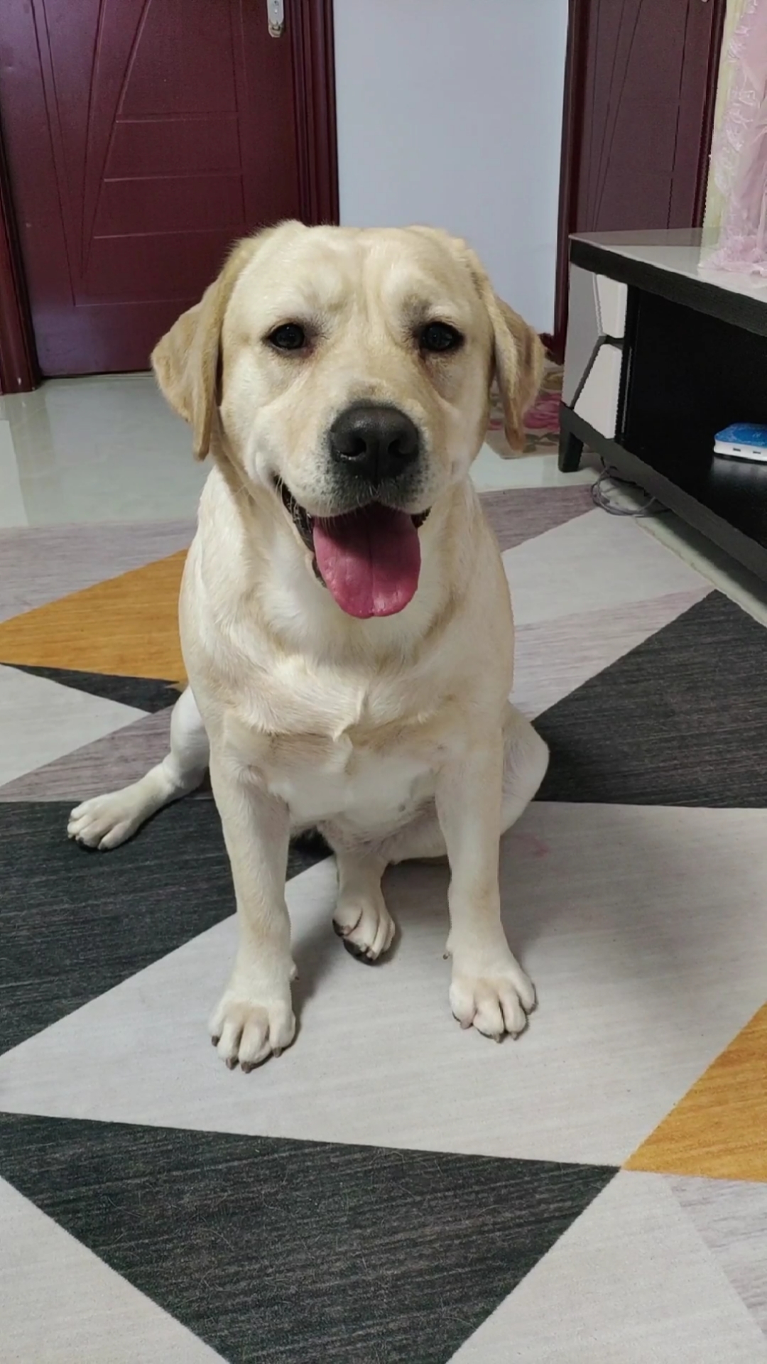 #搞笑萌宠#小狗子吃糖