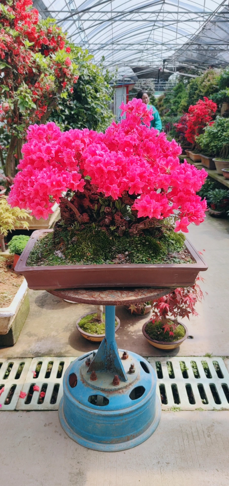 映山红老桩,花开富贵!