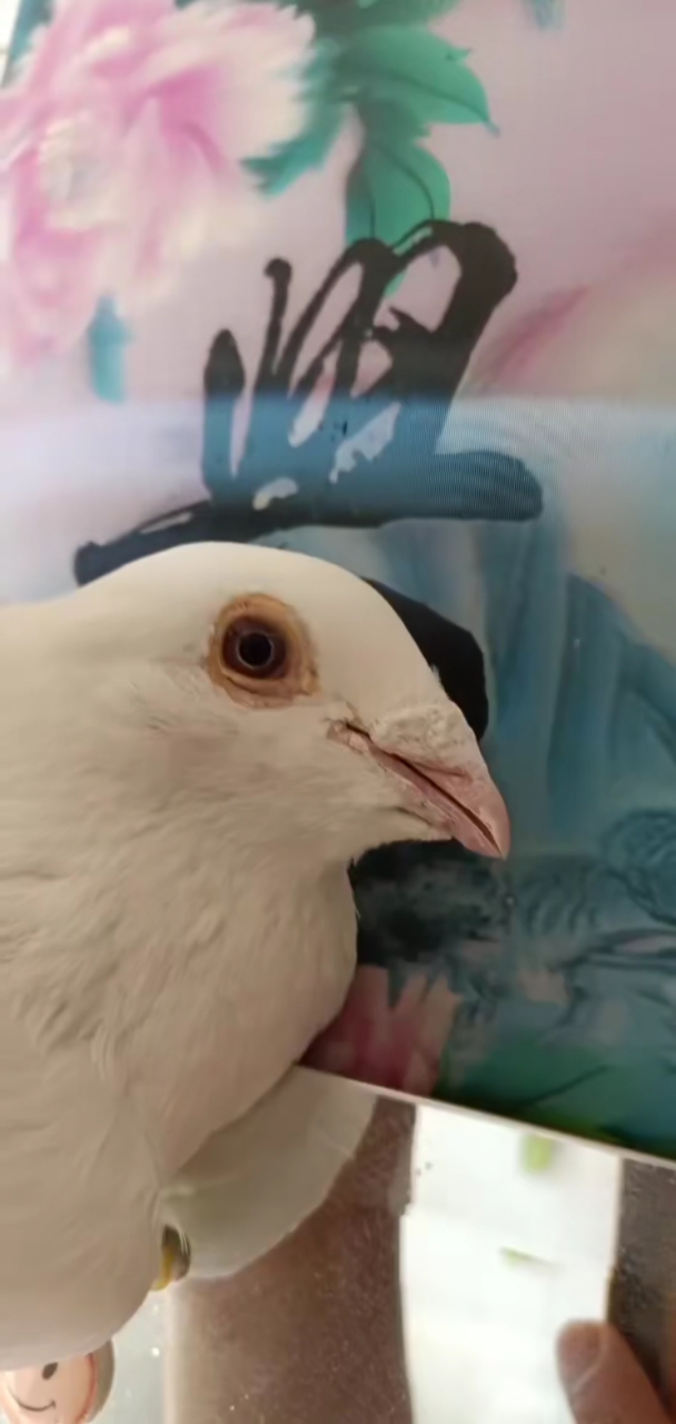 鸽魔#漂亮的沙眼白信鸽.