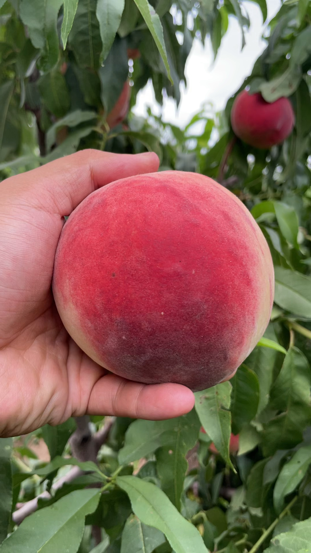 离核奥红桃,中熟大型果