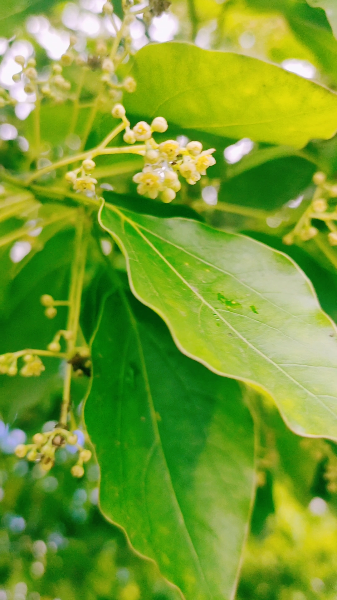 百年樟树 香樟树花开花落时