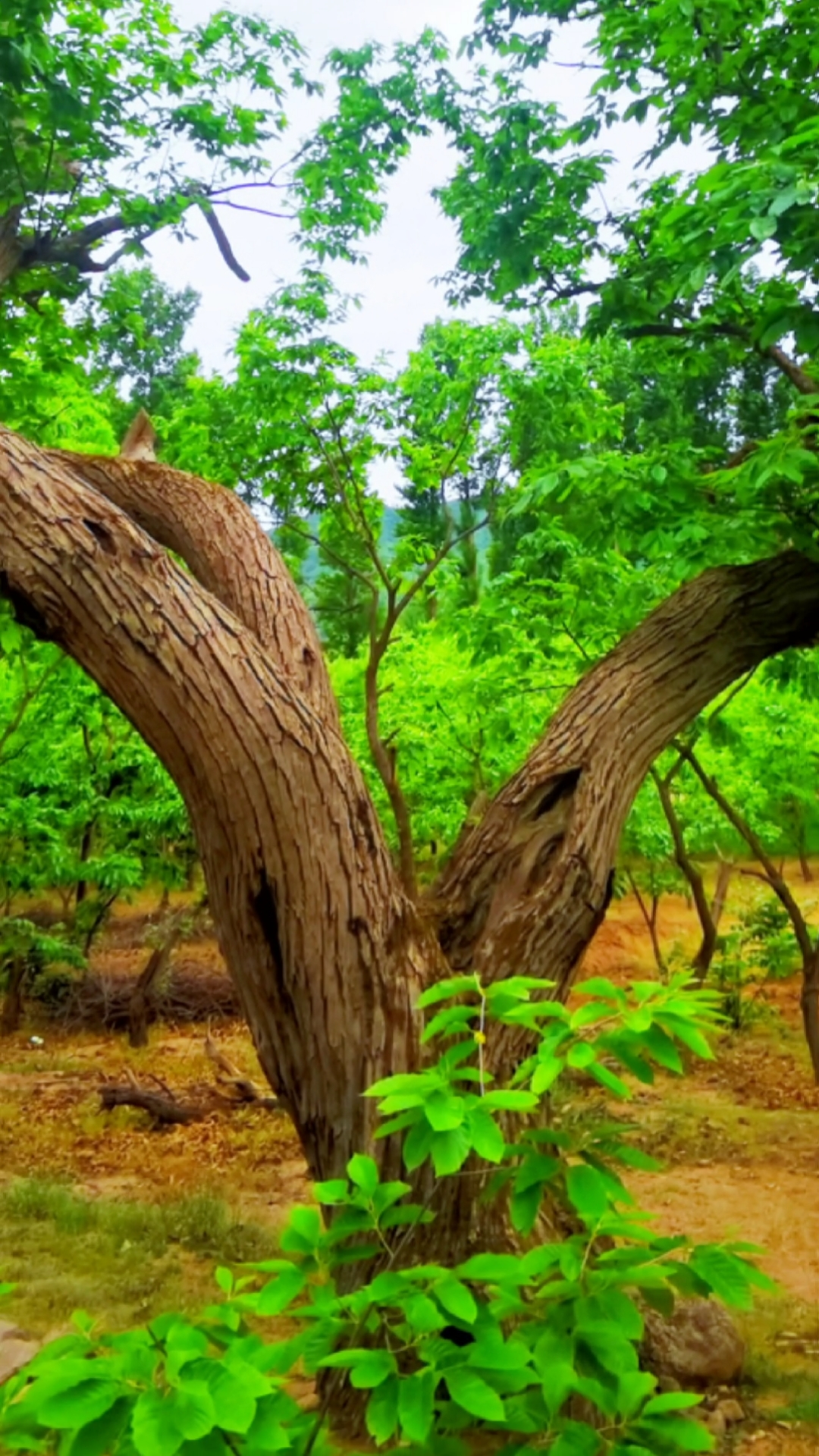 旅游进行时#百年栗子树