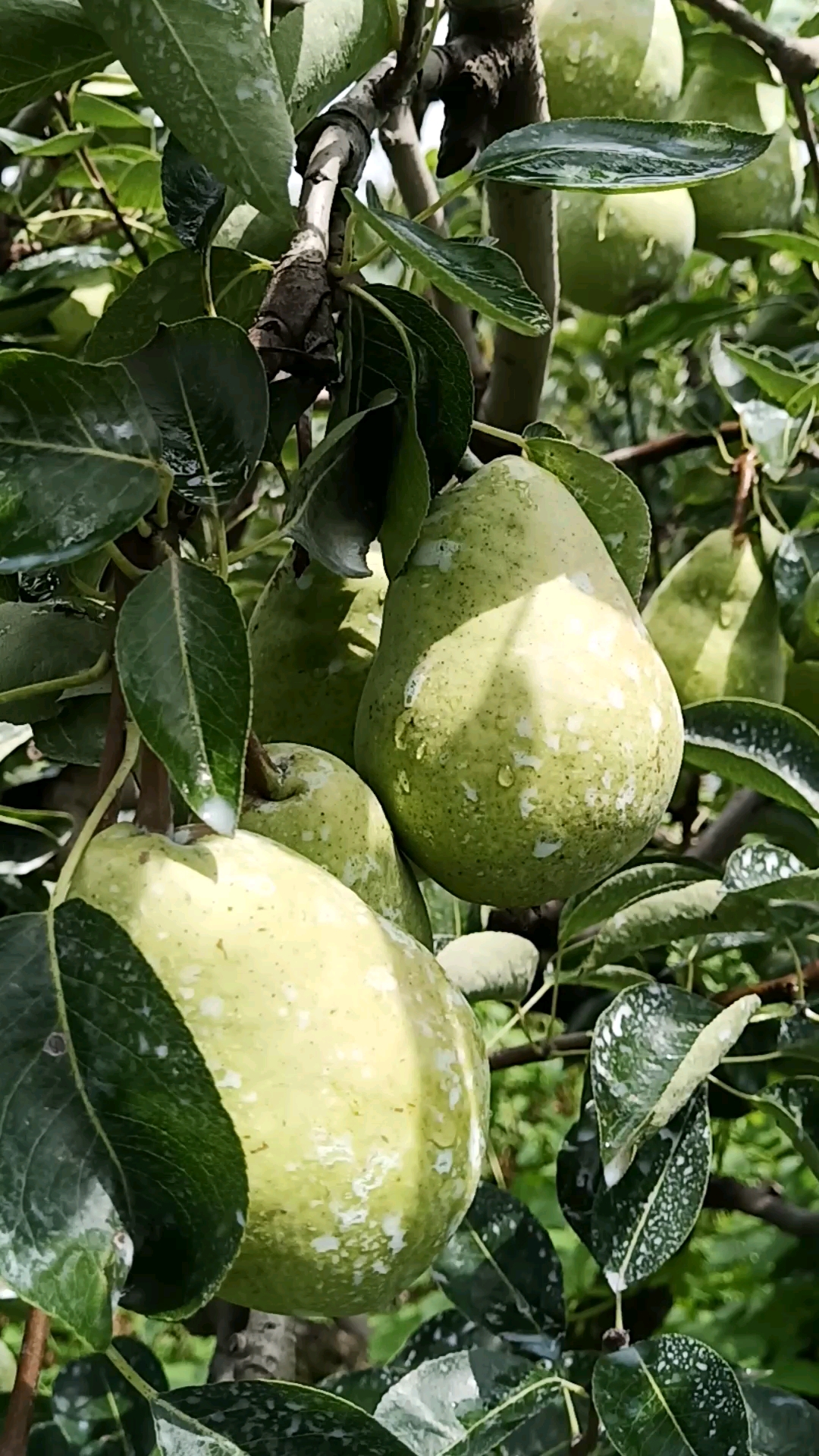 新鲜水果#葫芦梨