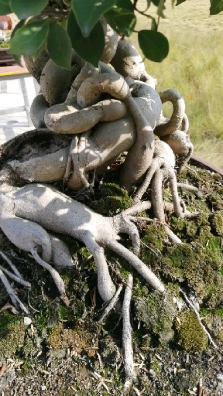 盆景#一棵怪根榕