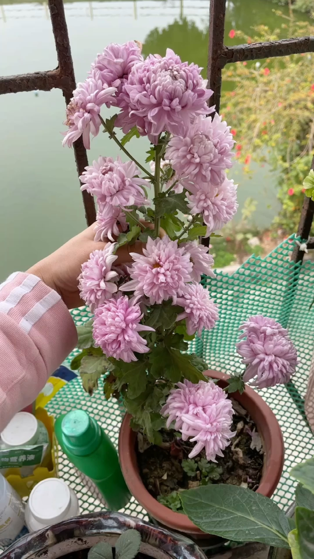 家里的花花草草#修剪小菊花!